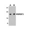 ProSci 8179 SRSF3 Antibody