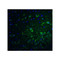 ProSci 8187 PACS1 Antibody