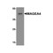 ProSci 8191 MAGEA4 Antibody