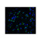 ProSci 8201 KIR2DS2 Antibody