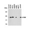 ProSci 2065 Bim Antibody