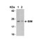 ProSci 2065 Bim Antibody