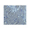 ProSci 8229 S1PR2 Antibody