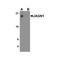 ProSci 8367 JAGN1 Antibody