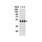ProSci 2071 Caspase-9 Antibody