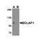 ProSci 8373 BCLAF1 Antibody