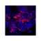 ProSci 8419 IQCF2 Antibody
