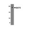 ProSci 8419 IQCF2 Antibody