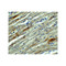 ProSci 8481 SOX10 Antibody