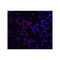 ProSci 2075 RICK Antibody