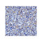 ProSci 8655 LAG3 Antibody