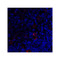 ProSci 8657 LAG3 Antibody