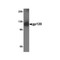 ProSci 8677 gp120 Antibody