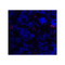 ProSci 8681 CD86 Antibody