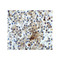 ProSci 8683 CD28 Antibody