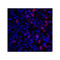 ProSci 8683 CD28 Antibody
