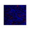 ProSci 8685 ICOS Antibody