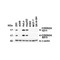 ProSci 8975 CDKN2A Antibody