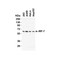 ProSci 8991 IRF7 Antibody
