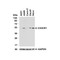 ProSci 2093 CX3CR1 Antibody