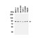 ProSci 9551 FZD6 (IN) Antibody