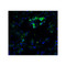 ProSci 9551 FZD6 (IN) Antibody