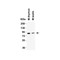 ProSci 9641 IFI16 (CT) Antibody