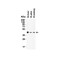 ProSci 9653 AIFM2 (CT) Antibody