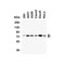 ProSci 9663 NCOA4 (IN) Antibody
