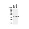 ProSci 9665 PEX3 (CT) Antibody