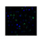 ProSci 9667 PEX3 (IN) Antibody