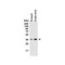 ProSci 9671 PEX10 (CT) Antibody