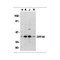 ProSci 2107 DFF40 Antibody