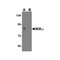 ProSci 2117 IKK alpha Antibody