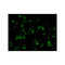 ProSci 2121 IKK beta Antibody