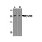 ProSci 2125 MYD88 Antibody
