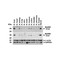 ProSci 2125 MYD88 Antibody