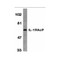 ProSci 2129 IL-1RAcP Antibody