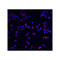 ProSci 2129 IL-1RAcP Antibody