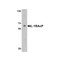 ProSci 2131 IL-1RAcP Antibody