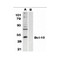 ProSci 2161 Bcl-10 Antibody