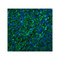 ProSci 2209 Bonzo Antibody