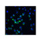 ProSci 2215 Acinus Antibody