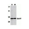 ProSci 2221 BAFF Antibody
