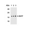 ProSci 2221 BAFF Antibody
