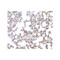 ProSci 2255 SnoN Antibody