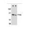 ProSci 2279 F1A alpha Antibody