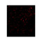 ProSci 2279 F1A alpha Antibody
