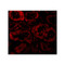 ProSci 2289 Bnip3L Antibody