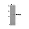 ProSci 2309 FAIM Antibody